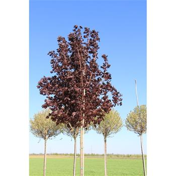 Javor mléč Crimson Sentry výška kmene 225cm, zemní bal