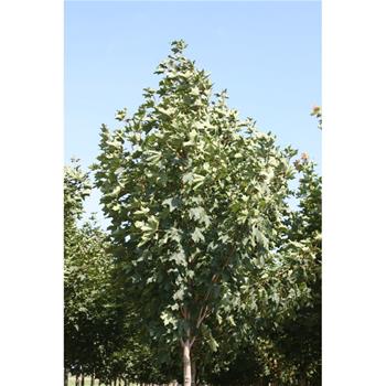 Javor mléč Emerald Queen výška kmene 225cm, zemní bal
