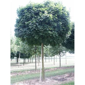 Javor mléč Globosum výška kmene 240cm, zemní bal