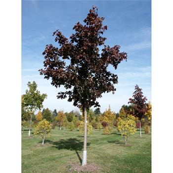 Javor mléč Royal Red výška kmene 225cm, zemní bal