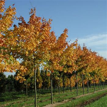 Javor mléč Summershade výška kmene 225cm, zemní bal