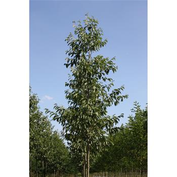 Olše Spaethova výška kmene 225cm, zemní bal