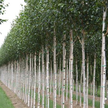 Bříza himalájská výška kmene 225cm, zemní bal