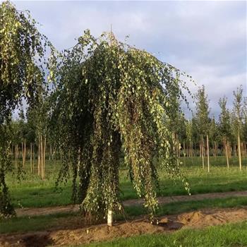 Bříza převislá Youngii výška kmene 225cm, zemní bal