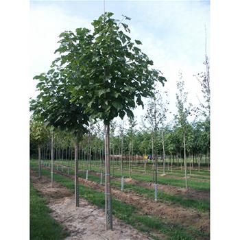 Katalpa trubačovitá výška kmene 225cm, zemní bal