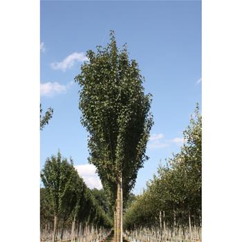 Hloh jednosemenný Strictavýška kmene 225cm, zemní bal