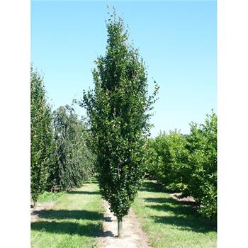 Buk lesní Dawyck výška kmene 225cm, zemní bal