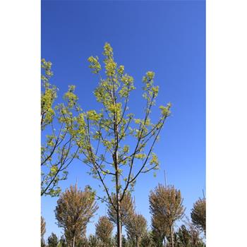 Jasan americký Autumn Purple výška kmene 225cm, zemní bal