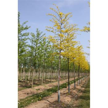 Dřezovec trojtrnný Sunburst výška kmene 225cm, zemní bal