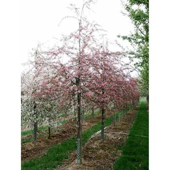 Okrasná jabloň Hillieri výška kmene 225cm, zemní bal