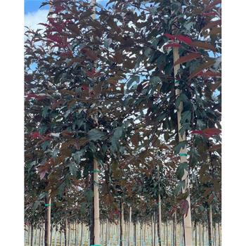 Okrasná jabloň Royal Raindrops® výška kmene 225cm, zemní bal