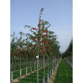Okrasná jabloň Red Sentinel výška kmene 225cm, zemní bal