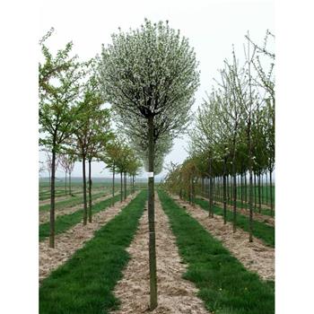 Višeň křovitá Globosa výška kmene 240cm, zemní bal