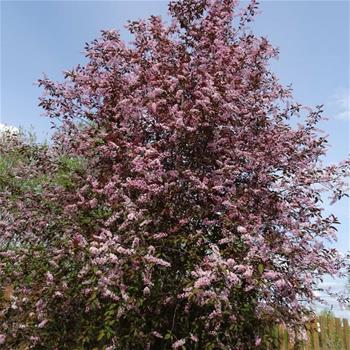 Střemcha obecná Colorata výška kmene 225cm, zemní bal