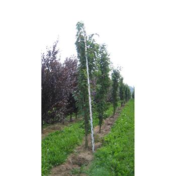 Třešeň pilovitá Amanogawa výška kmene 240cm, zemní bal
