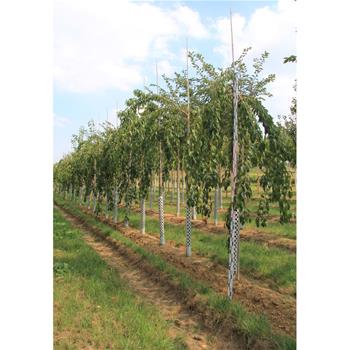 Třešeň pilovitá Kiku-Shidare-Sakura výška kmene 240cm, zemní bal