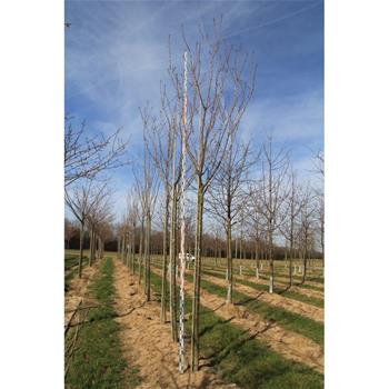 Třešeň pilovitá Royal Burgundy výška kmene 240cm, zemní bal