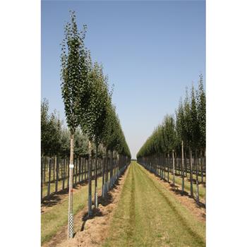 Hrušeň obecná Beech Hill výška kmene 225cm, zemní bal
