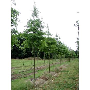 Dub bahenní výška kmene 225cm, zemní bal