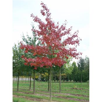 Dub červený výška kmene 225cm, zemní bal