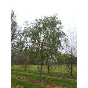 Vrba bílá Tristis výška kmene 225cm, zemní bal