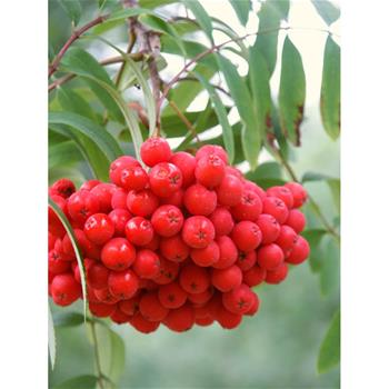 Jeřáb ptačí Edulis výška kmene 225cm, zemní bal