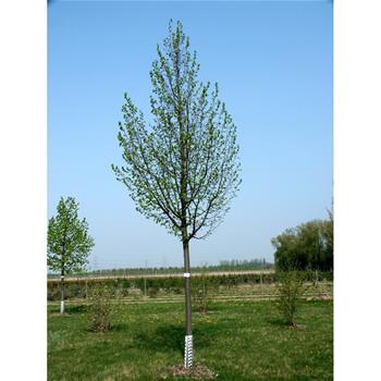 Lípa srdčitá Greenspire výška kmene 225cm, zemní bal