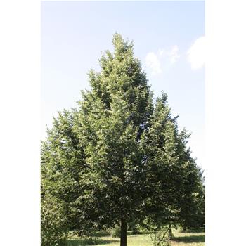 Lípa srdčitá Rancho výška kmene 225cm, zemní bal