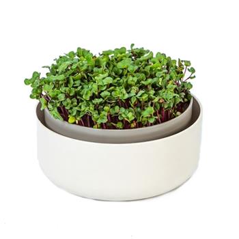 Miska na naklíčení MICROGREENS sl.kost 16cm