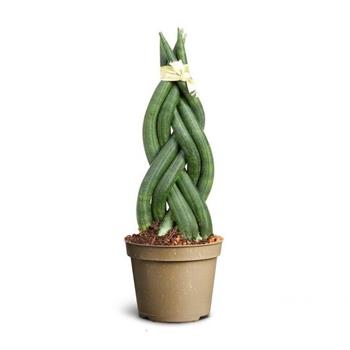 Tenura, tchýnin jazyk Braid květináč 6cm