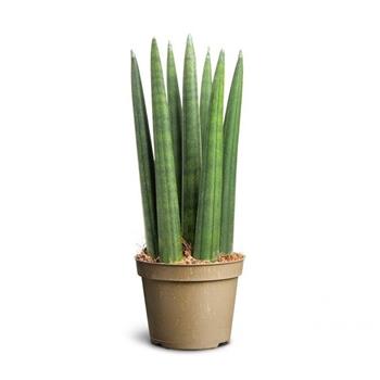 Tenura, tchýnin jazyk Straight květináč 6cm