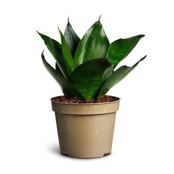 Tenura, tchýnin jazyk Black Jade květináč 6cm