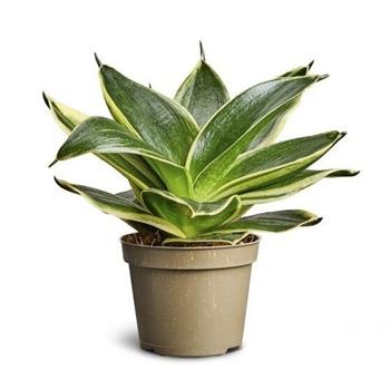 Tenura, tchýnin jazyk Jade Pagoda květináč 6cm