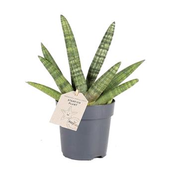 Tenura, tchýnin jazyk Boncellensis květináč 11cm