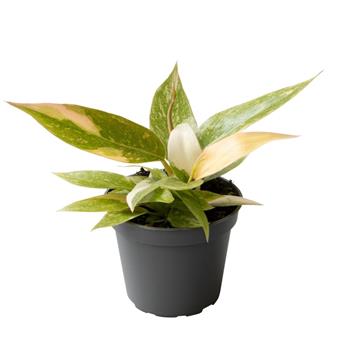 Filodendron Ring of Fire květináč 6cm