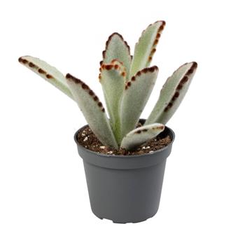 Kolopejka plstnatá květináč 6cm