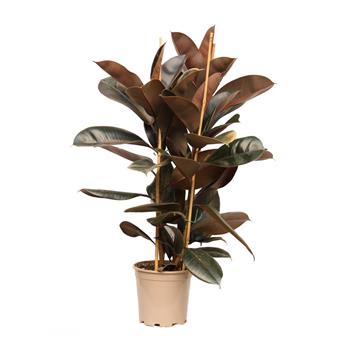 Fíkovník pryžodárný Abidjan květináč 21cm