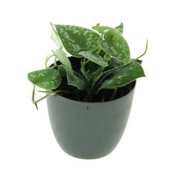 Potos, šplhavník Trebie květináč 12cm