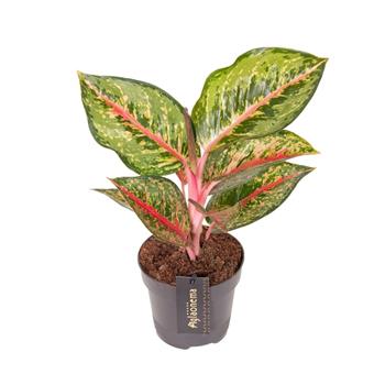 Aglaonema Paradise Red květináč 12cm