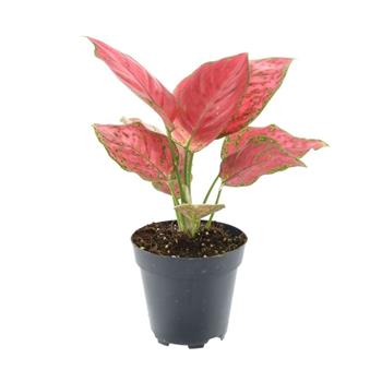 Aglaonema Red Joy květináč 12cm