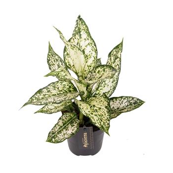 Aglaonema White Kiwi květináč 12cm