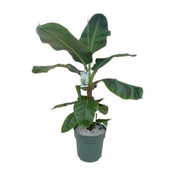 Banánovník hydroponický květináč 30cm