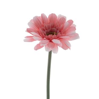 Gerbera MINAKO řezaná umělá růžová 47cm