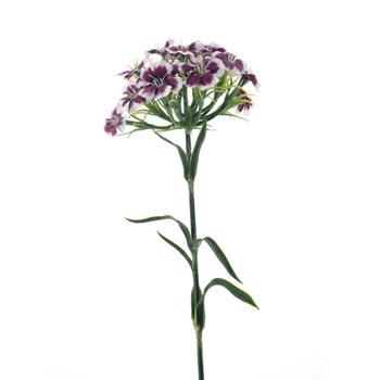 Hvozdík bradatý řezaný umělý bílo-purpurový 55cm