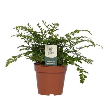 Sleziník květináč 12cm