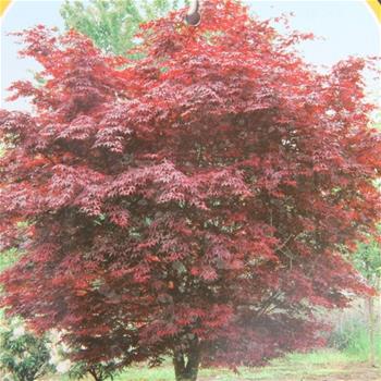 Javor dlanitolistý Bloodgood výška 150/175cm, květináč 45 litrů