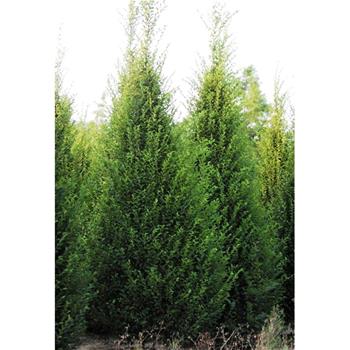 Habr obecný Fastigiata výška 175/200cm, květináč 30 litrů