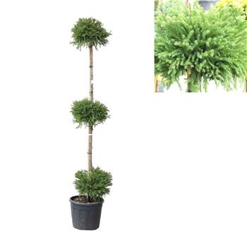 Kryptomerie japonská výška 175/+cm, květináč 25 litrů, 3 koule