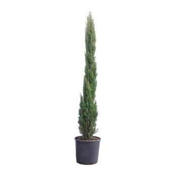 Cypřiš vždyzelený 'Totem' výška 150/175cm, květináč 18 litrů