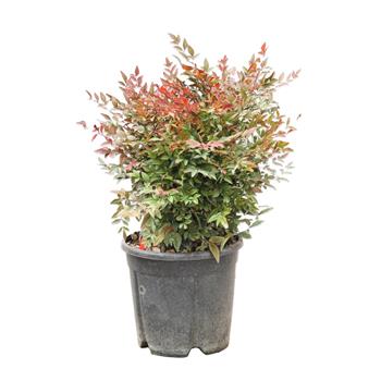 Nandina domácí Rubra Nana květináč 9 litrů